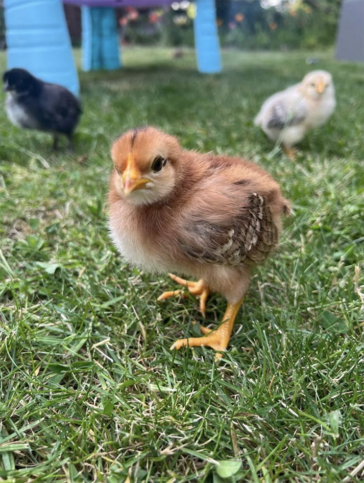 Chick
