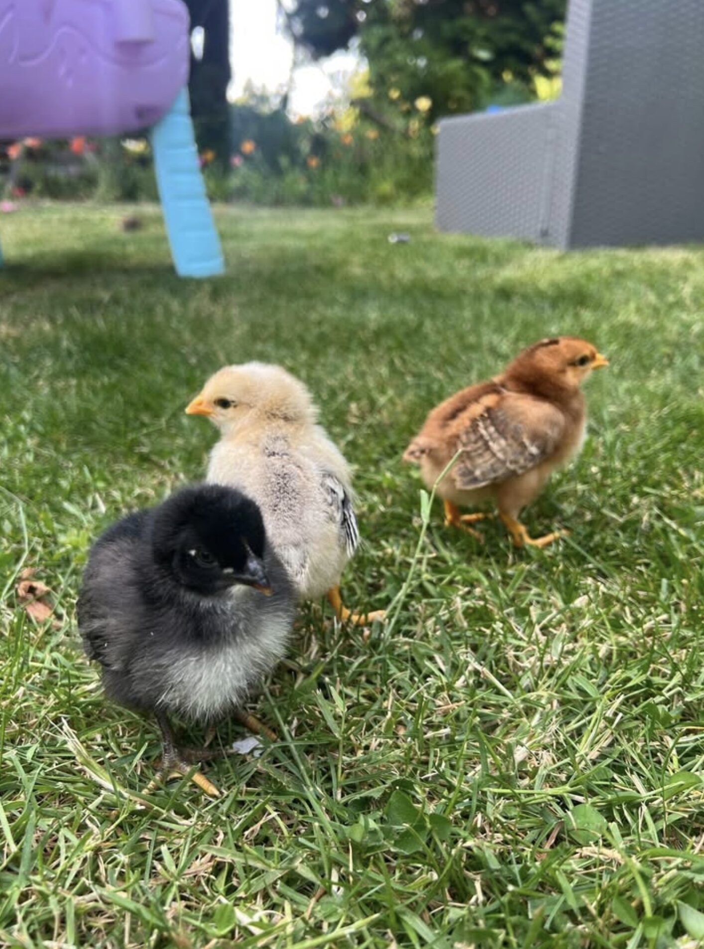 Chicks
