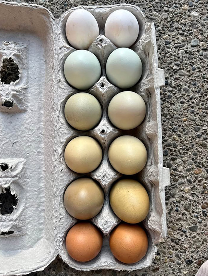 Eggs