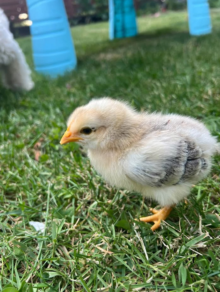 light Chick